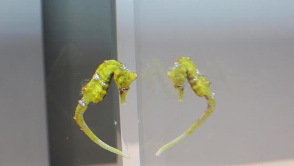 タツノオトシゴ タツノオトシゴの写真