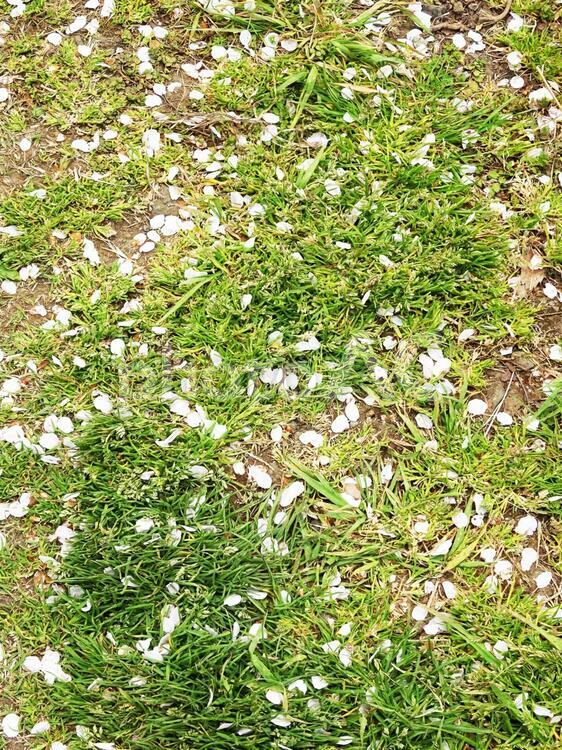 桜の花びらの上を歩いたら 桜,さくら,サクラの写真素材