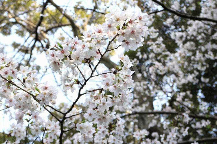 【花の写真】桜 桜,満開,春の写真素材