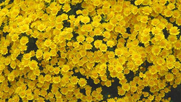 秋に咲く花・菊 秋に咲く花・菊 花,秋の花,菊の写真素材