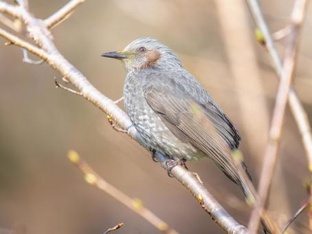 枝にとまるヒヨドリ 枝にとまるヒヨドリ ヒヨドリ,野鳥,鳥の写真素材