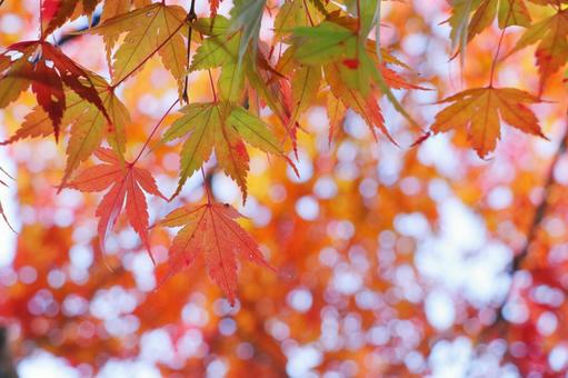 紅葉 色づく秋 紅葉 色づく秋 紅葉,秋,秋素材の写真素材