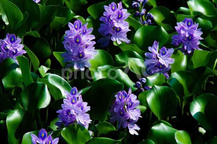 夏の花、水辺、紫色のホテイアオイの花 ホテイアオイ,布袋葵,夏の写真素材