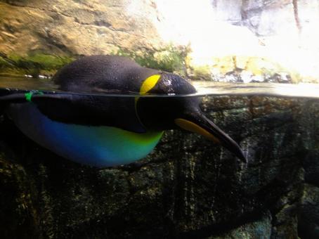 ペンギン ペンギンの写真