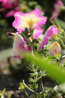 花 花の写真