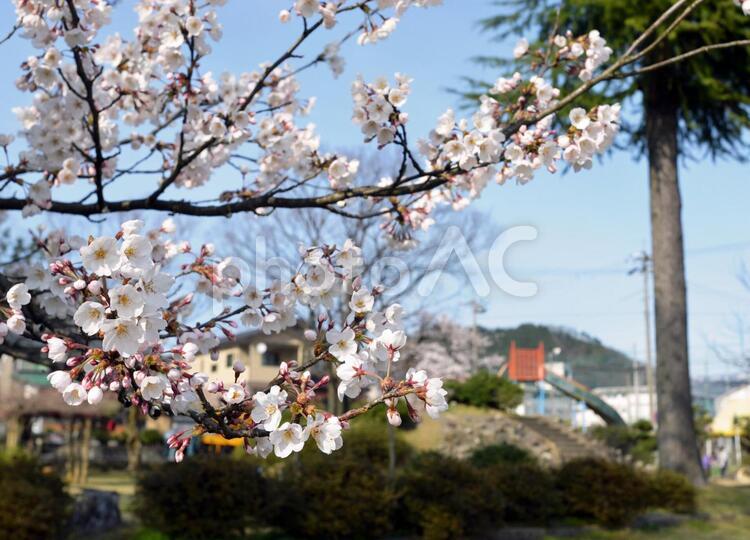 桜と公園　想い出 桜,さくら,公園の写真素材