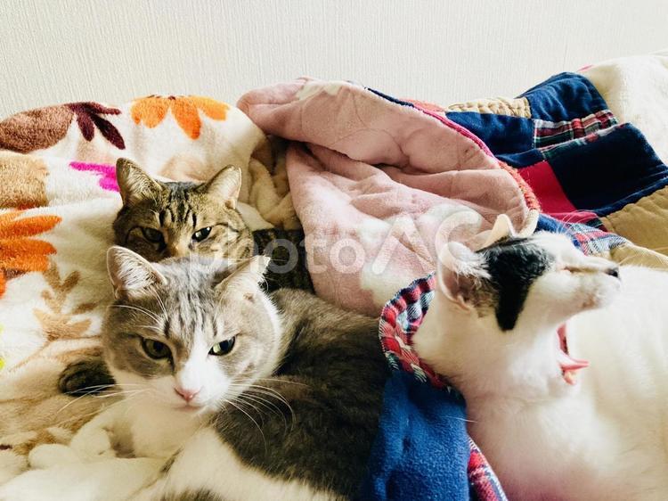 まだ撮んのー？ 猫,撮影,あくびの写真素材