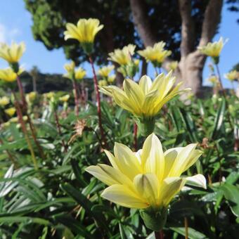 ガザニア ガザニア,花,花びらの写真素材