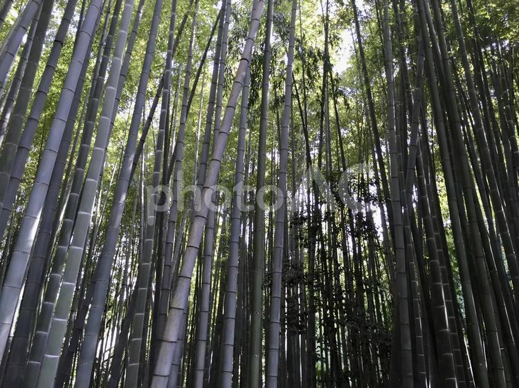 鎌倉の竹林 竹,木,自然の写真素材