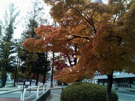 紅葉なりつつある 木,木々,風景の写真素材