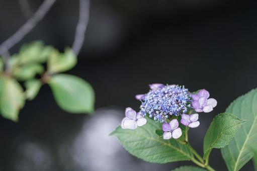 紫陽花 紫陽花 植物,花,自然の写真素材