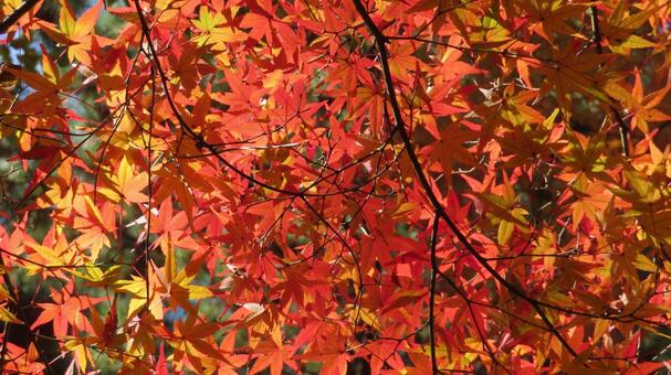 色鮮やかな紅葉 紅葉,紅葉狩り,映えるの写真素材
