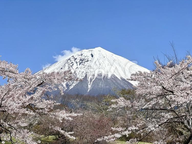 桜咲く春の訪れ 富士山,桜,自然の写真素材