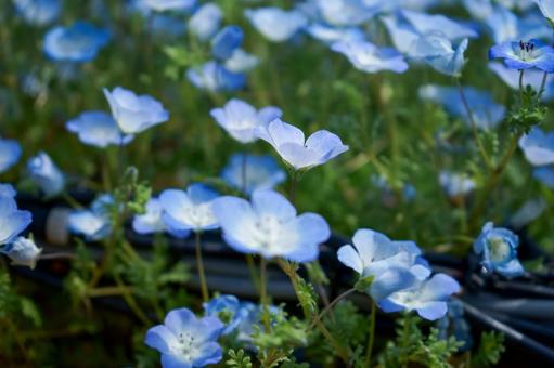 ネモフィラの青い花 ネモフィラの青い花の写真