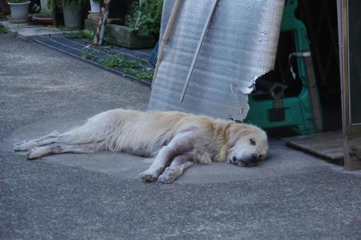昼寝する老犬 昼寝する老犬 犬,老犬,大型犬の写真素材