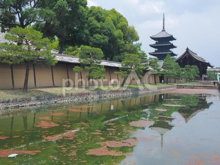 夏の水面に反射する東寺の五重塔 東寺,五重塔,観光地の写真素材