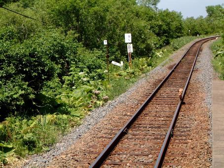 線路の上を歩くアカキツネ 線路の上を歩くアカキツネ アカキツネ,釧路湿原駅,釧網線の写真素材