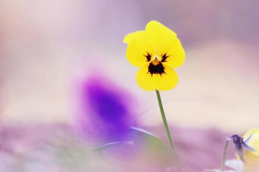 可愛いビオラの花 可愛いビオラの花 花,ビオラ,植物の写真素材