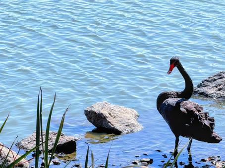 秋の水辺に優雅に佇む美しい黒鳥 秋の水辺に優雅に佇む美しい黒鳥の写真