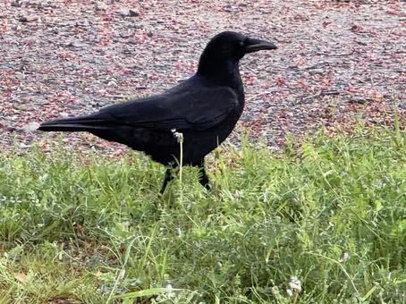 カラス カラス カラス,鳥,野鳥の写真素材