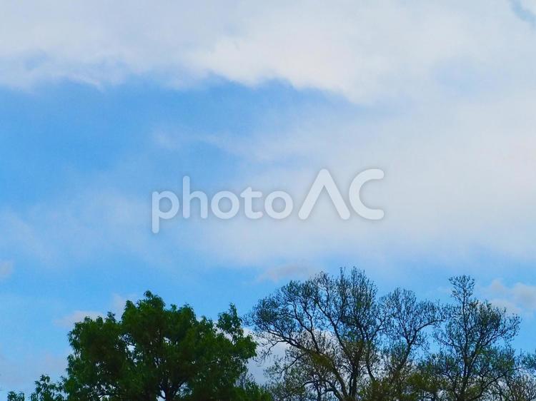 青空と雲と木 青空,空,雲の写真素材