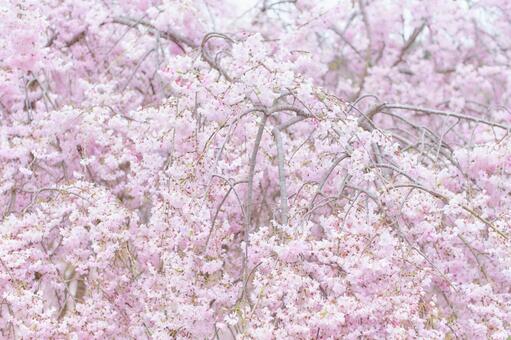 こんもり満開に咲く枝垂れ桜のハーキー調 しだれ桜,サクラ,明るいの写真素材