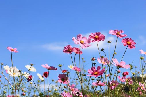 コスモス コスモス コスモス,こすもす,秋桜の写真素材