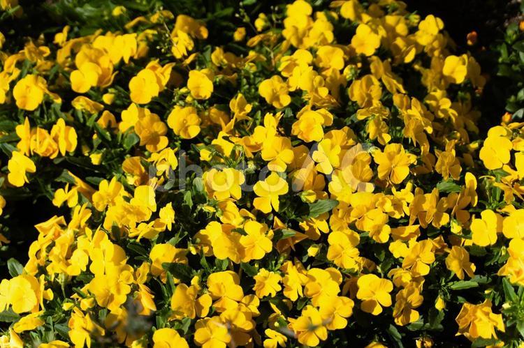 鮮やかな黄色い花の群生④ 花,黄色,ビオラの写真素材