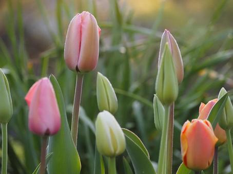 春の花 チューリップ つぼみ⑲ 春の花 チューリップ つぼみ⑲の写真
