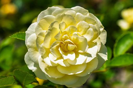 黄色の薔薇 バラ,薔薇,roseの写真素材