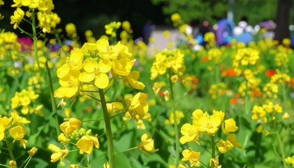 秋の七草 オミナエシ 花畑 季節の花 秋の七草 オミナエシ 花畑 季節の花の写真