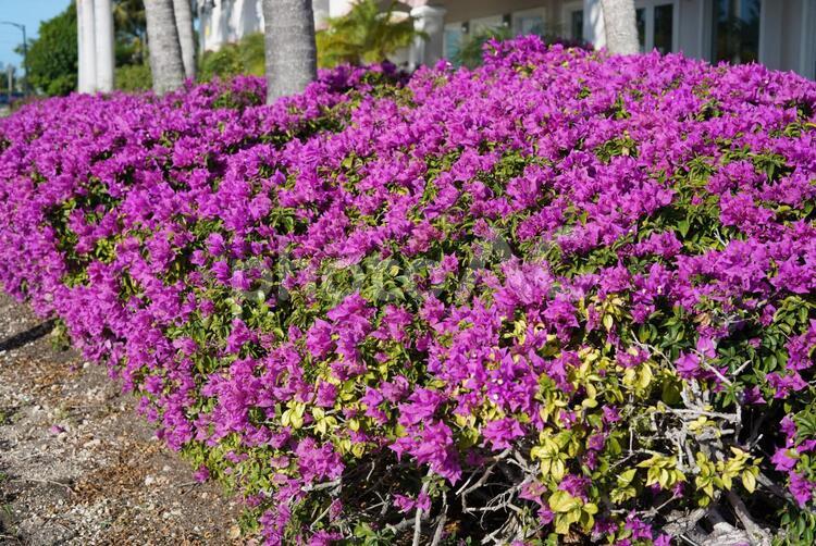 庭園に咲き溢れる紫色の花々 庭園,花,紫の写真素材