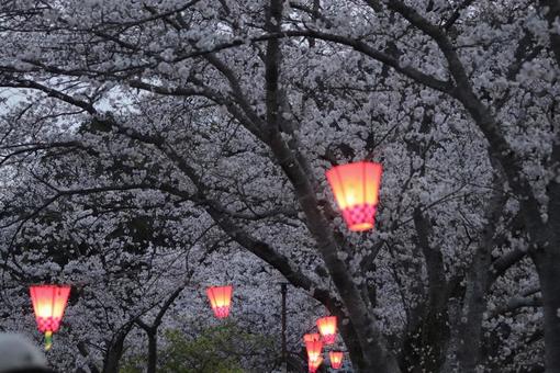 Photo, sakura, cherry blossoms, flower, 