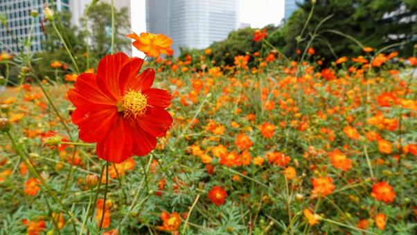 Cosmos field at Hamarikyu, JPG
