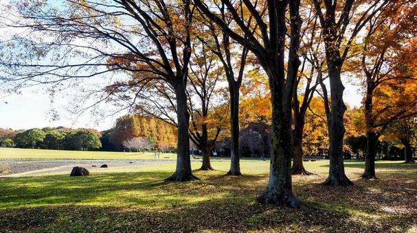 秋の水元公園・広場＆木々の紅葉（葛飾区）の写真