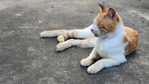 猫 猫の写真