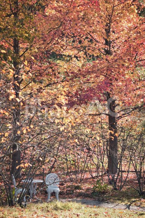 秋の公園 紅葉,紅葉狩り,鮮やかの写真素材