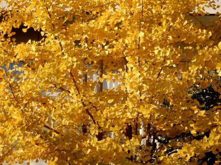 【紅葉写真】美しい紅葉 紅葉,自然,風景の写真素材