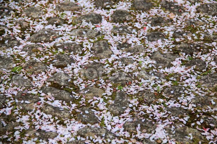 桜散る石畳 春,桜,風景の写真素材