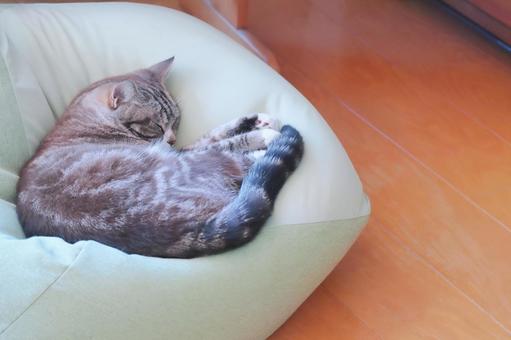 お昼寝するトラ猫3 猫,ねこ,ネコの写真素材