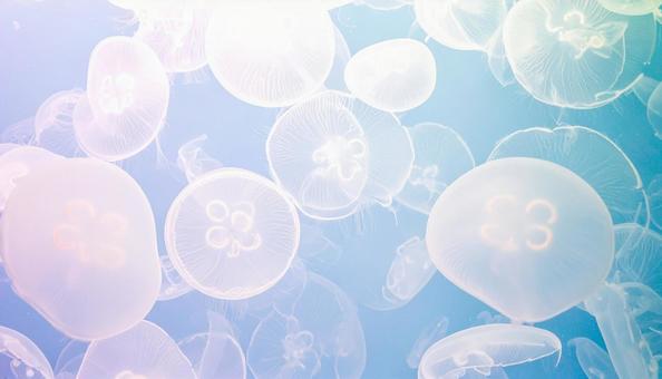 海月のテクスチャ 海月のテクスチャの写真