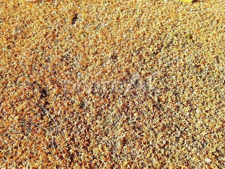 キンモクセイの散った花びら キンモクセイ,金木犀,きんもくせいの写真素材