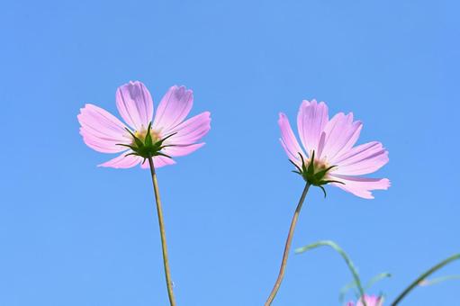 コスモス街道で撮ったコスモスの花 コスモス街道で撮ったコスモスの花の写真