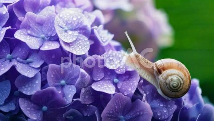 紫陽花とかたつむり 梅雨,あじさい,雨の写真素材
