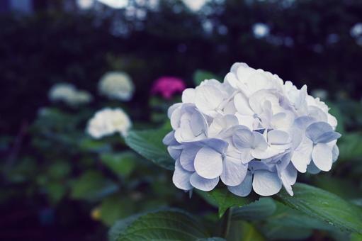 Hydrangea in the Rain, JPG