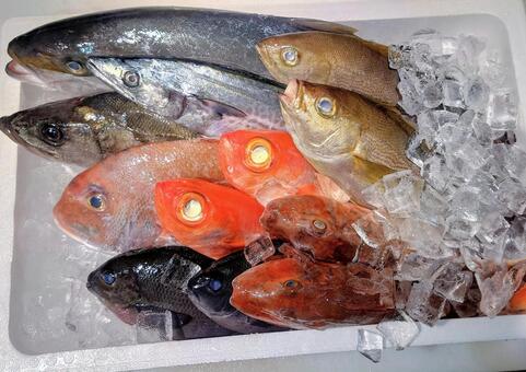 仕入れた鮮魚 魚,鮮魚,魚屋の写真素材