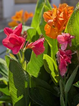 カンナの花 カンナ,花壇,ガーデニングの写真素材