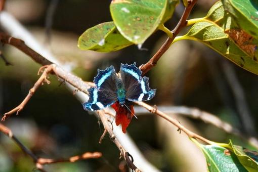 秋の蝶々2 動物,生き物,昆虫の写真素材