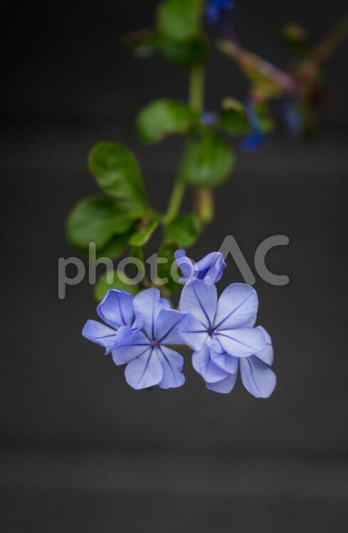 花 花,足元,植物の写真素材