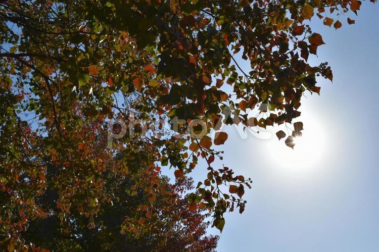 初冬の朝の横浜市北部の遊歩道の紅葉 紅葉,色付き,木々の写真素材